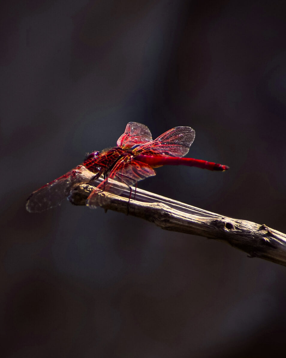 Dragonfly 111
