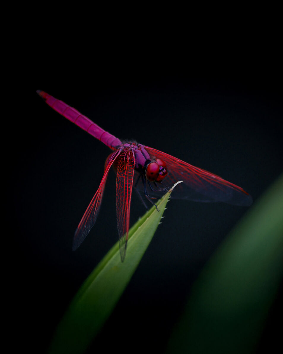 Dragonfly 111