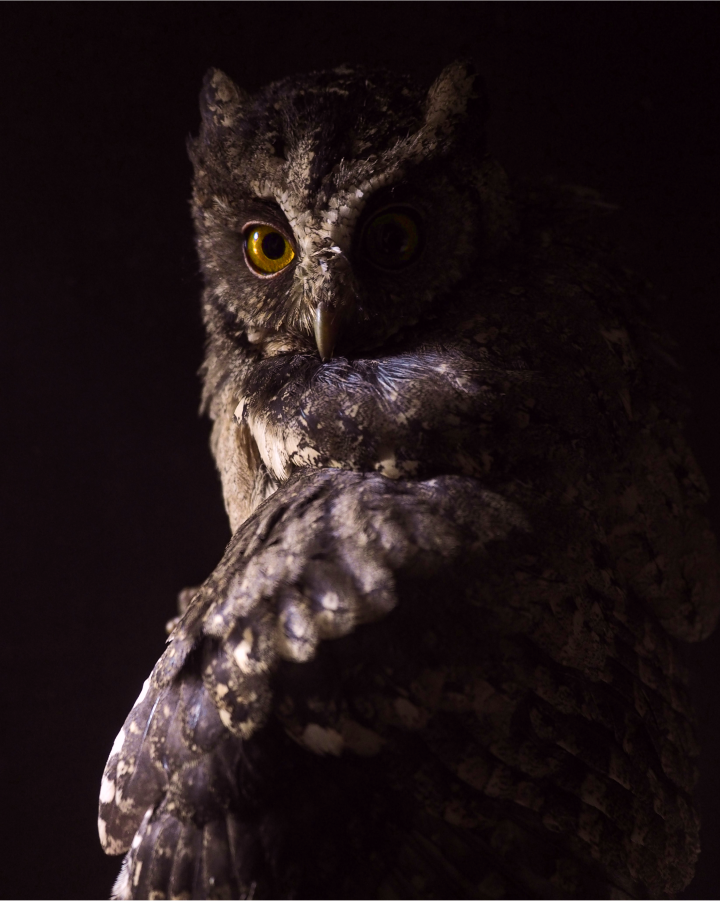 Owl