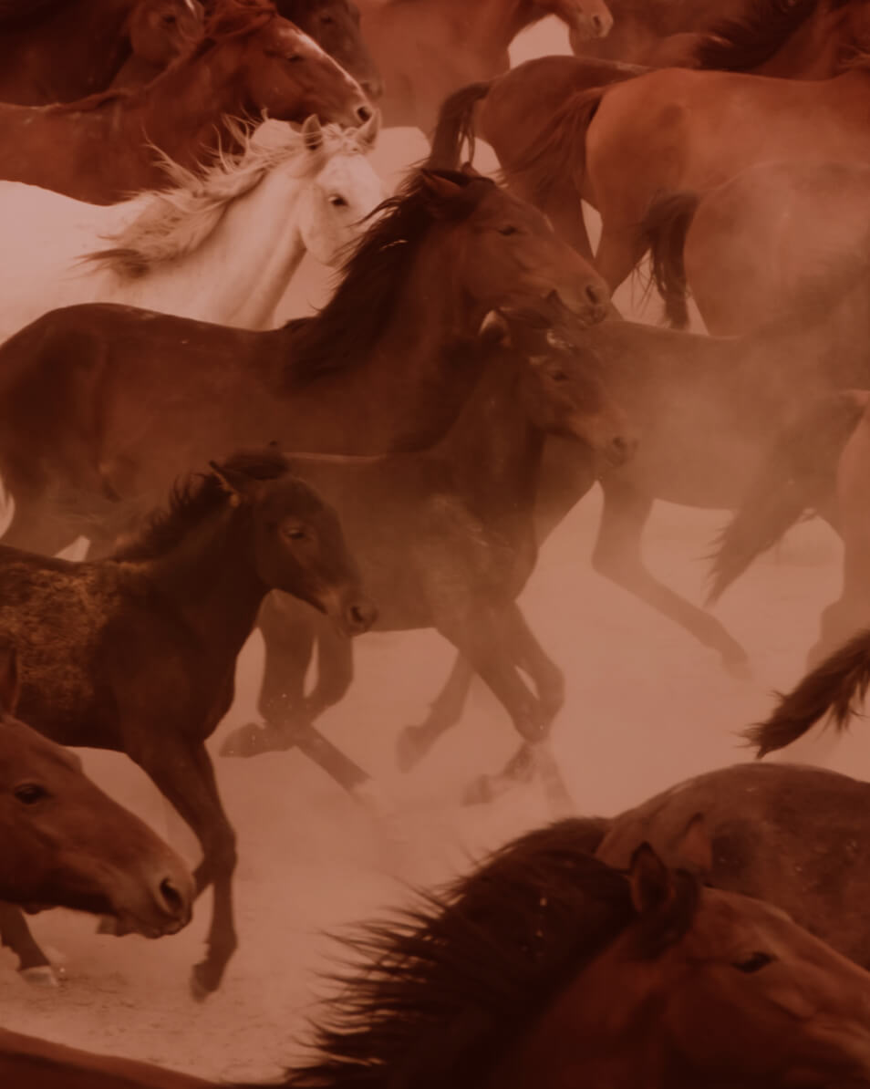 Fire Horse 1