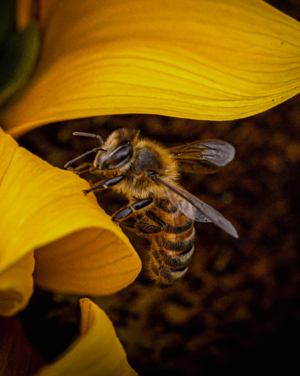 High Vibe Honey Bee 6