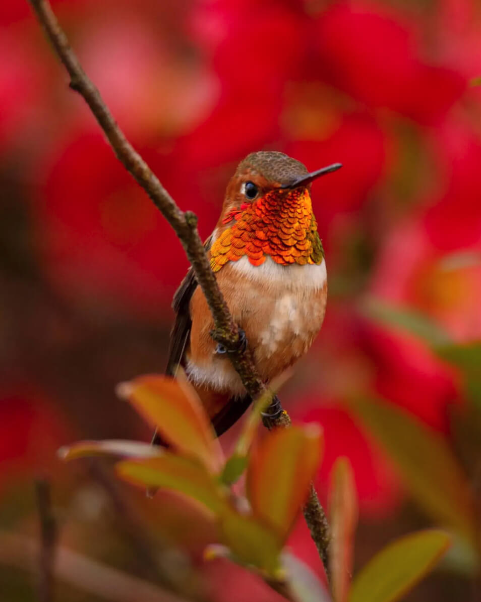Electric Hummingbird 8