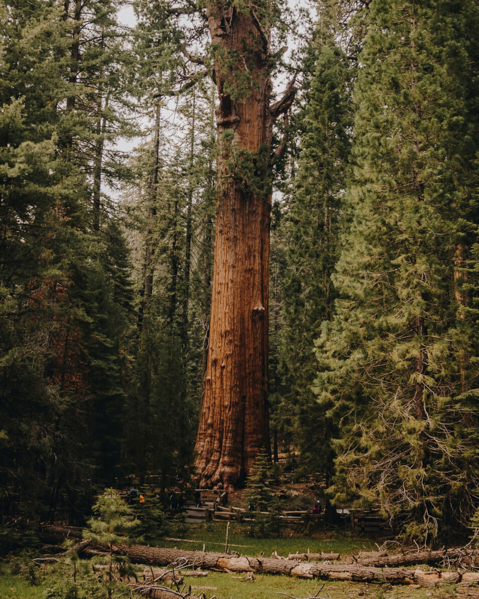 Sequoia Tree 6