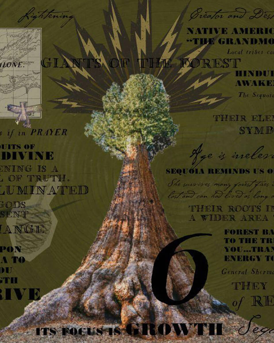 Sequoia Tree 6