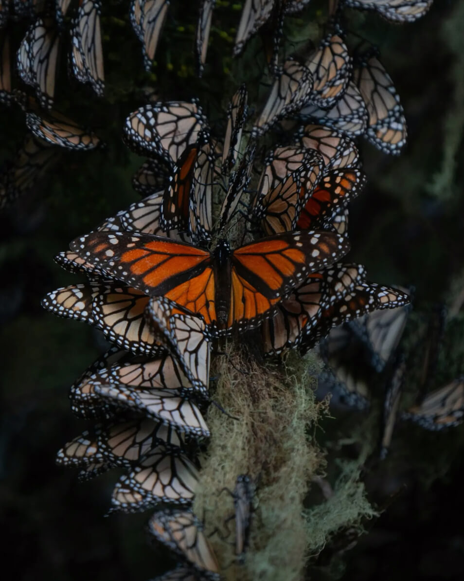 Monarch Butterfly 8