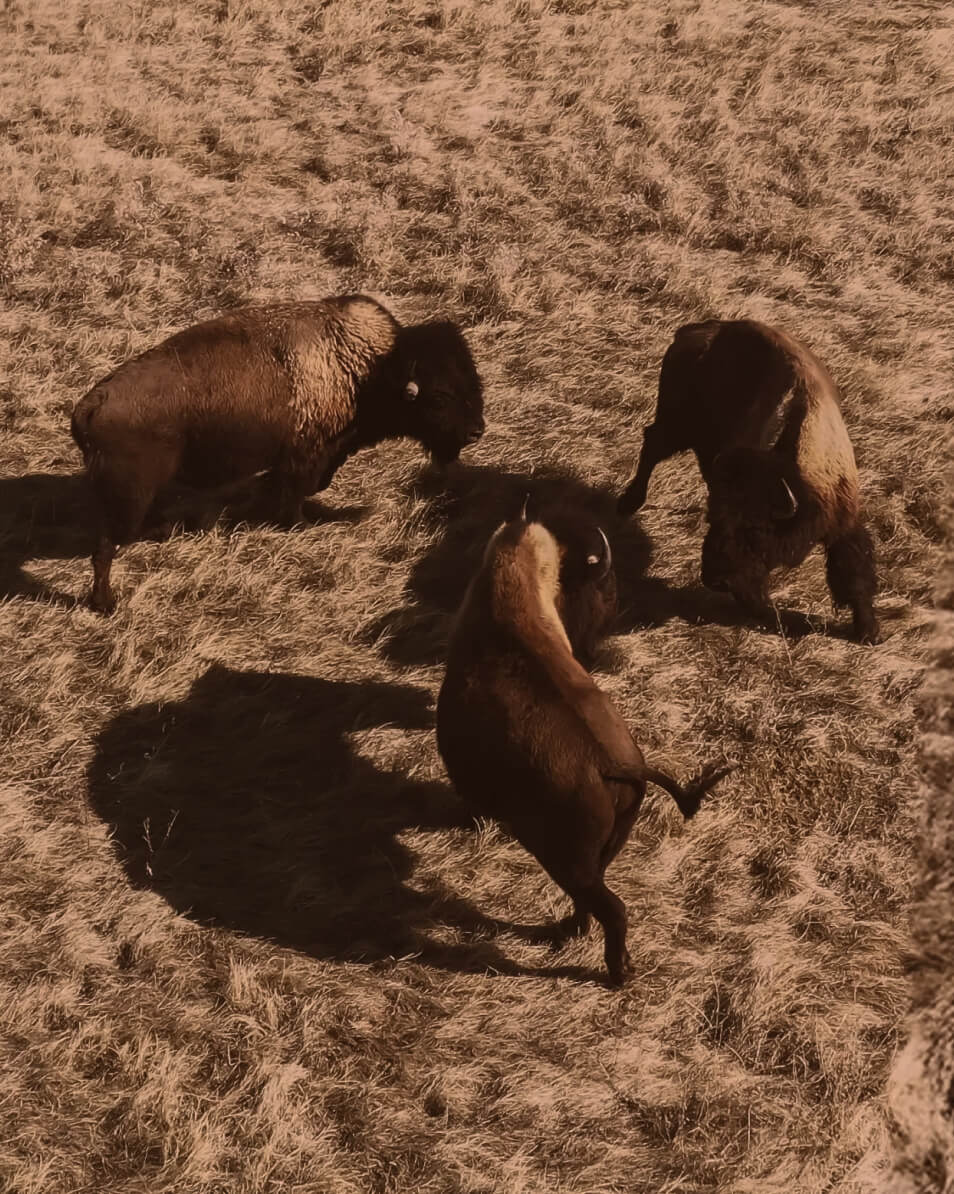 Bison 1