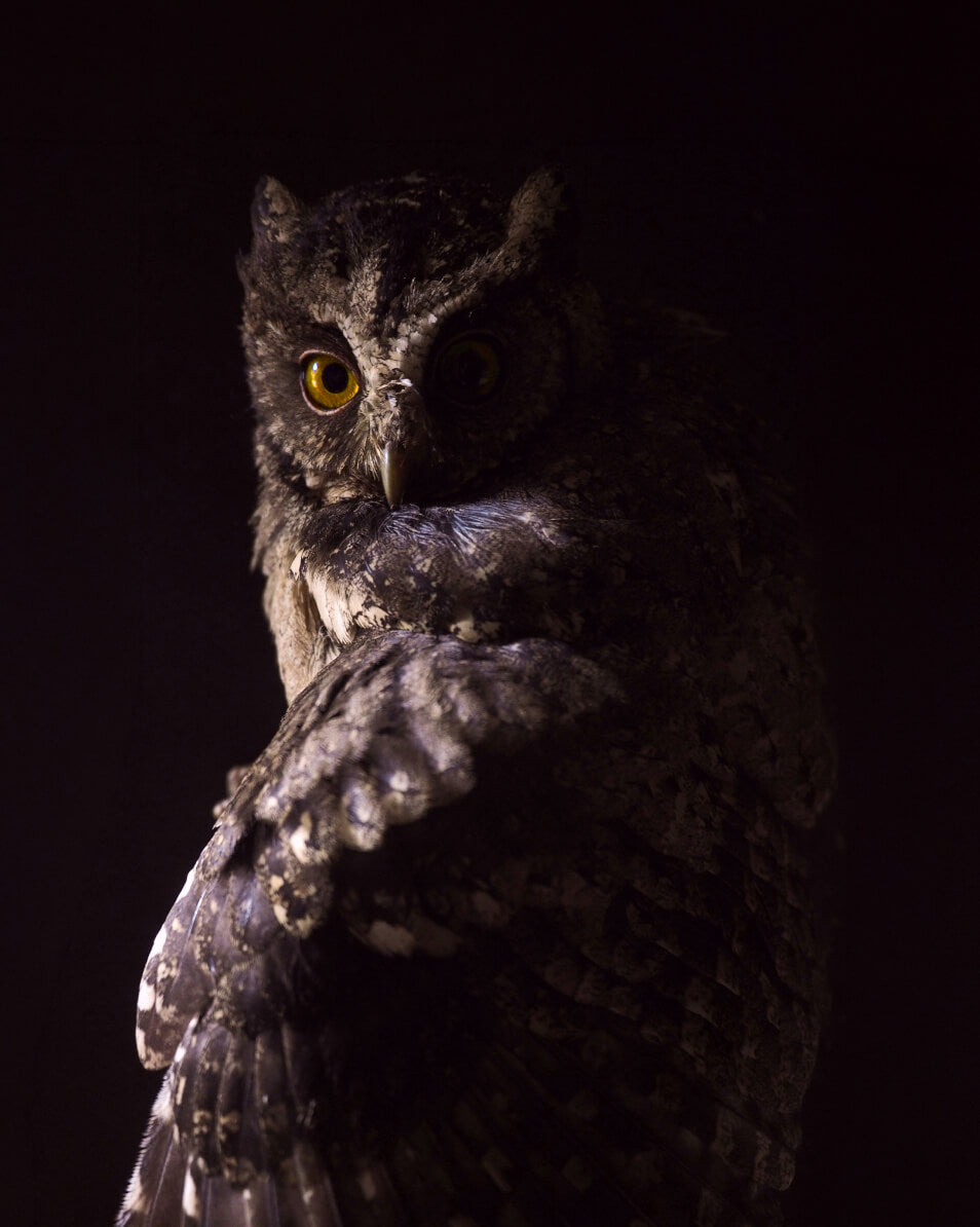 Owl 9
