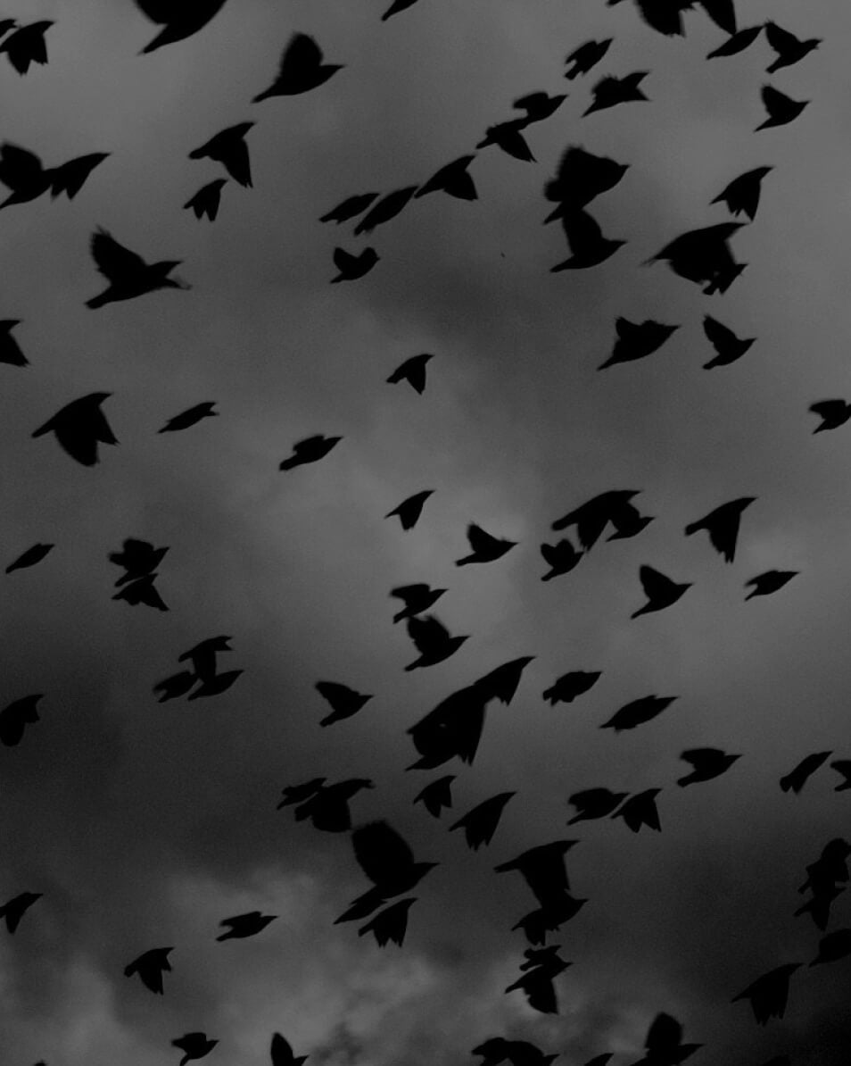 Crow 5