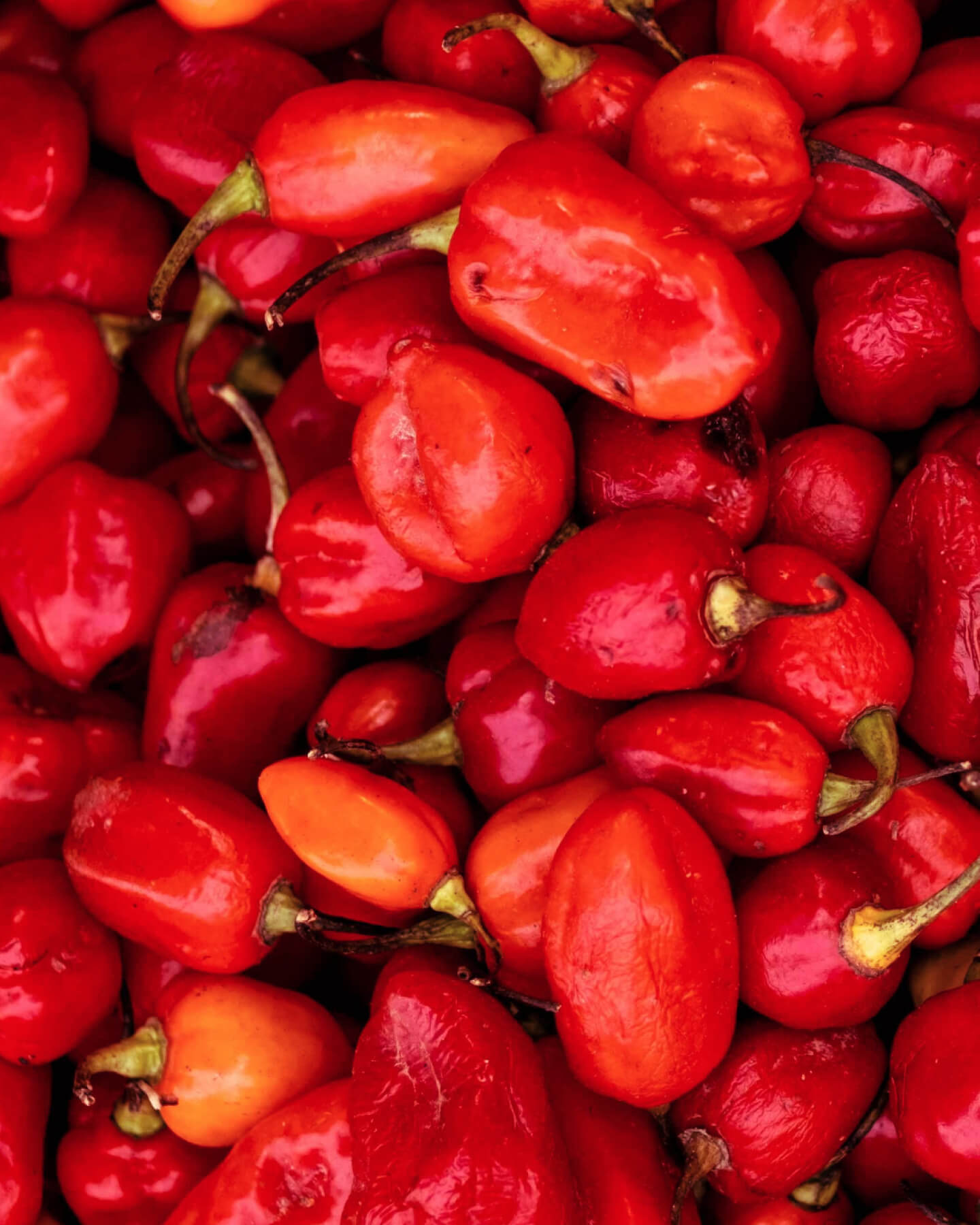 Habanero