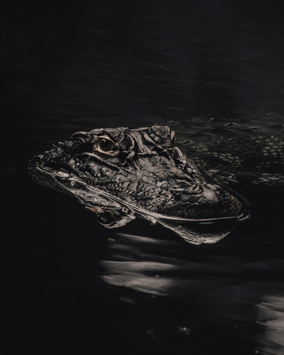 Wild American Alligator