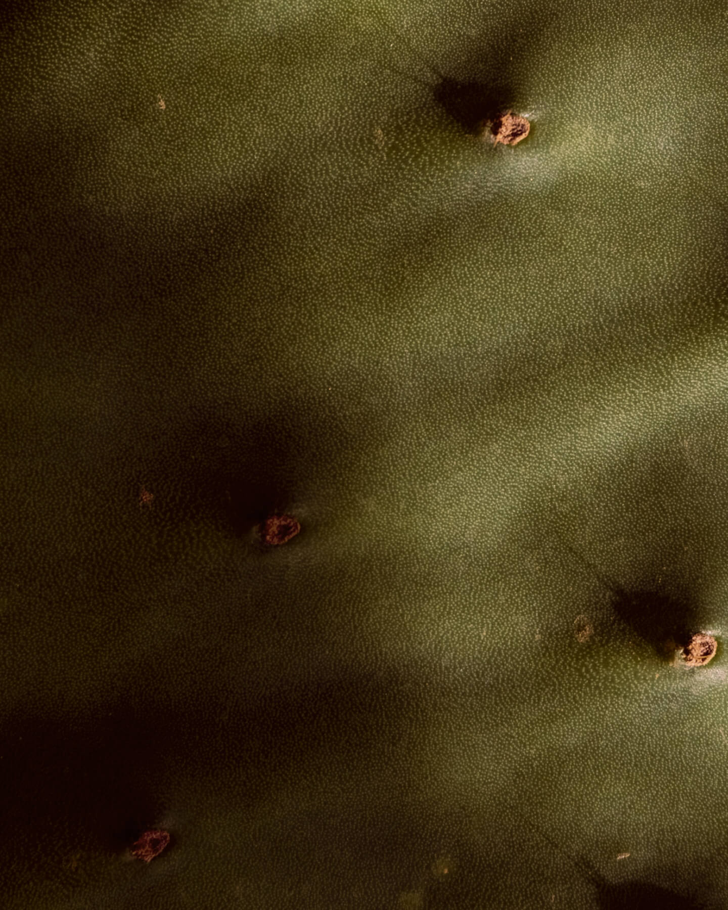 Prickly Pear