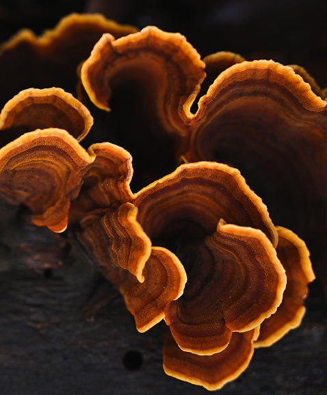 Mystical Mushroom