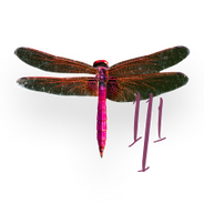 Dragonfly 111