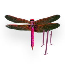 Dragonfly 111