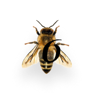 High Vibe Honey Bee 6