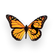 Monarch Butterfly 8