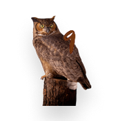Owl 9