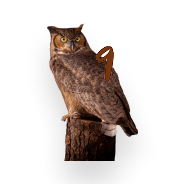 Owl 9