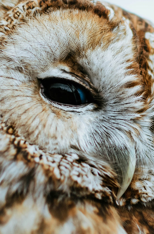 Owl Totem T for the Gods