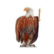 Eagle eye to the future 1