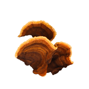 Mystical Mushroom