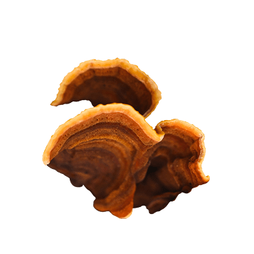 Mystical Mushroom