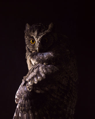 Owl Totem T for the Nature Nymphs